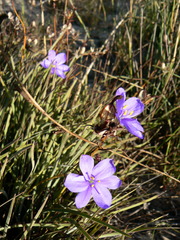 Aristea dichotoma