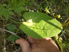 Petasites spurius