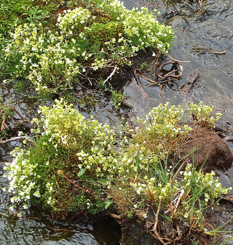 Mononeuria groenlandica legacy iNaturalist observation