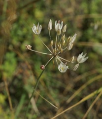 Allium moschatum