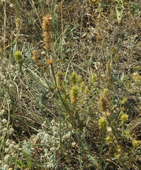 Stachys atherocalyx