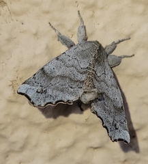 Olceclostera seraphica