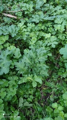 Heracleum sosnowskyi