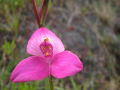 Disa racemosa