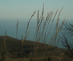 Thinopyrum elongatum