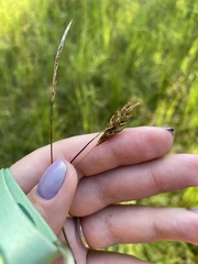 Carex limosa