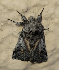 Astiptodonta aonides