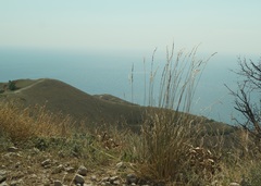 Thinopyrum elongatum