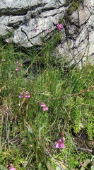 Disa racemosa