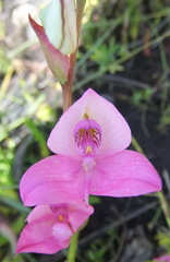 Disa racemosa