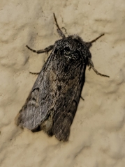 Astiptodonta aonides