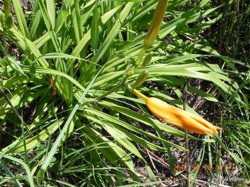 Hemerocallis lilioasphodelus