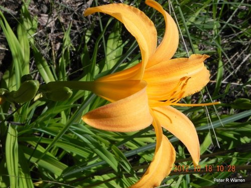 Hemerocallis lilioasphodelus
