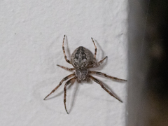 Larinioides ixobolus