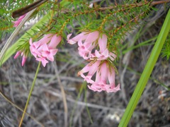 Erica daphniflora daphniflora