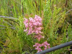 Erica daphniflora daphniflora