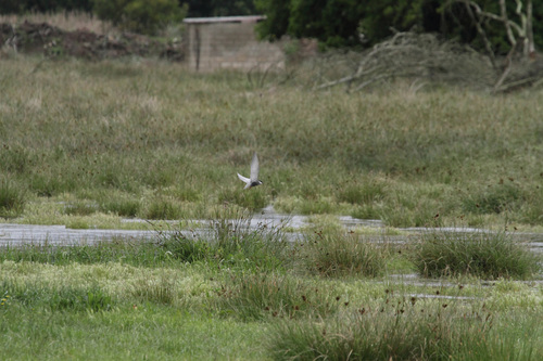 Whiskered Tern