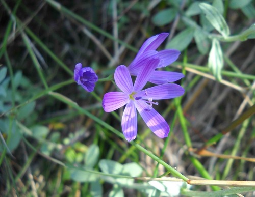 Geissorhiza ramosa