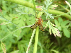 Panorpa rufescens