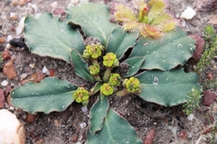 Euphorbia tuberosa