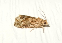 Olethreutes permundana