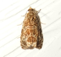 Olethreutes permundana