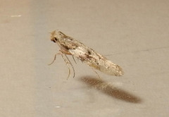 Coleotechnites atrupictella
