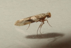 Coleotechnites atrupictella