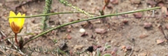 Romulea sphaerocarpa