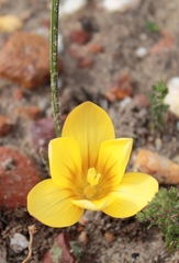 Romulea sphaerocarpa
