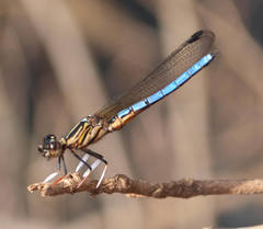 Platycypha caligata caligata