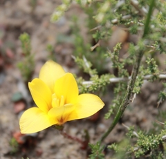 Romulea sphaerocarpa