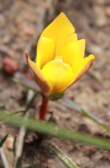 Romulea sphaerocarpa
