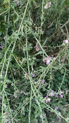 Carduus crispus