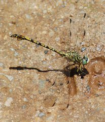 Ceratogomphus pictus