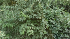 Reynoutria × bohemica