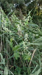 Echinocystis lobata