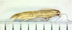 Coleophora quadruplex