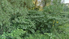 Reynoutria × bohemica