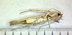 Coleophora quadruplex