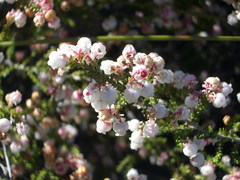 Erica formosa