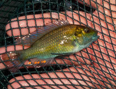Astatotilapia calliptera