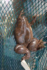 Xenopus muelleri