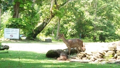 Rusa timorensis
