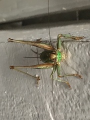 Eupholidoptera megastyla