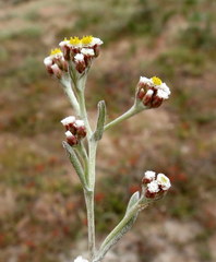 Helichrysum indicum