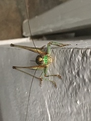 Eupholidoptera megastyla