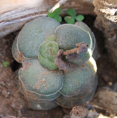 Crassula hemisphaerica