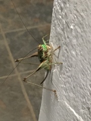 Eupholidoptera megastyla