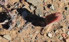 Crassula pyramidalis